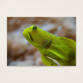 Cryptocentus cinctus (正面)