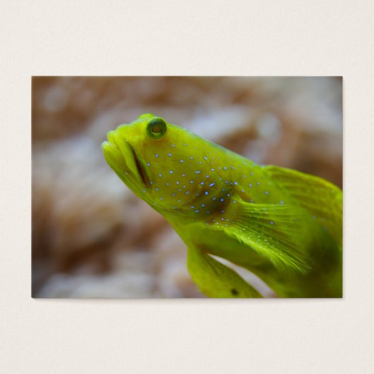 Cryptocentus cinctus (正面)