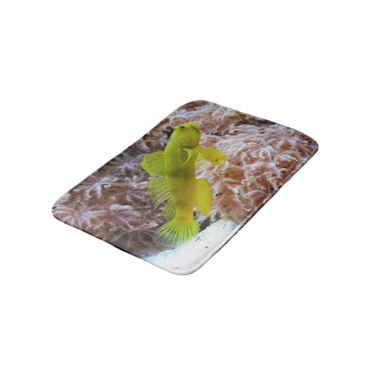 Cryptocentus cinctus バスマット (アングル)