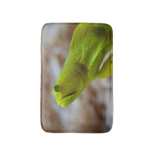 Cryptocentus cinctus バスマット (正面縦)