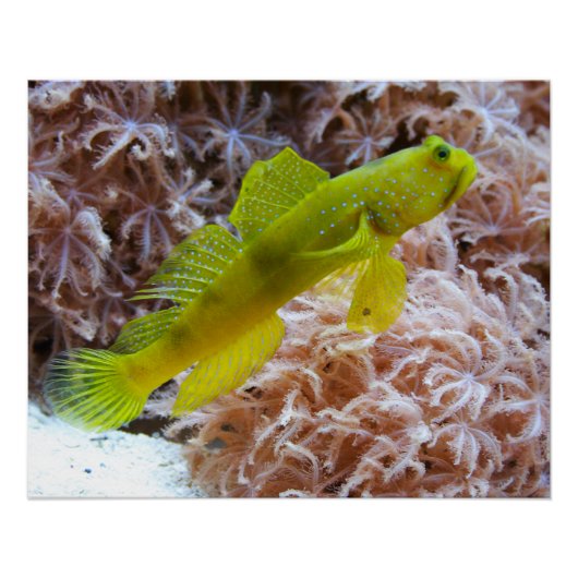 Cryptocentus cinctus ポスター (正面)