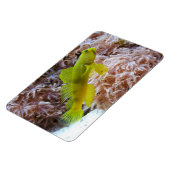 Cryptocentus cinctus マグネット (左側)