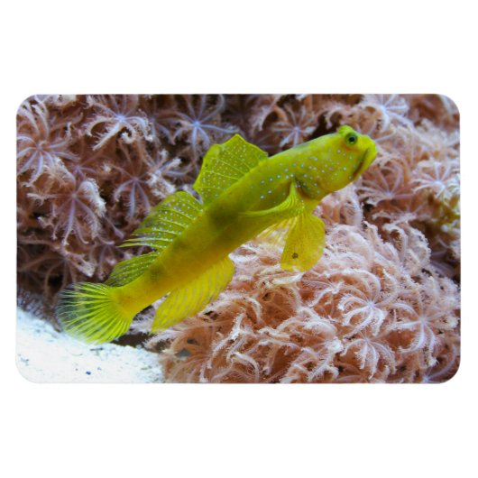 Cryptocentus cinctus マグネット (横)