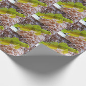 Cryptocentus cinctus ラッピングペーパー (角)