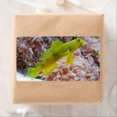 Cryptocentus cinctus ラベル (インサイチュ)
