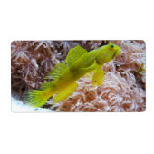 Cryptocentus cinctus ラベル (正面)