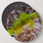 Cryptocentus cinctus 缶バッジ (正面&裏面)