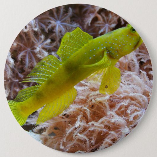 Cryptocentus cinctus 缶バッジ (正面)