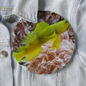 Cryptocentus cinctus 缶バッジ (インサイチュ)