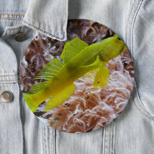 Cryptocentus cinctus 缶バッジ (インサイチュ)