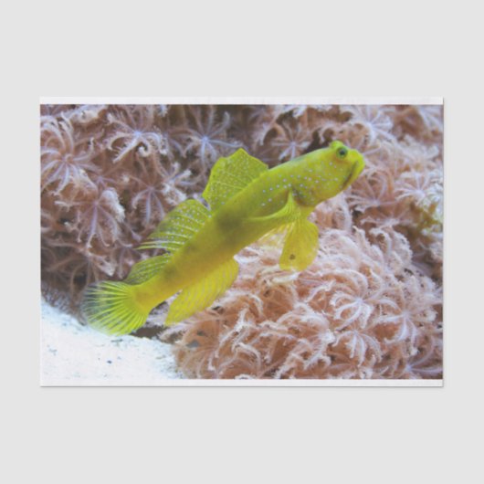 Cryptocentus cinctus 薄葉紙 (正面)