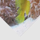 Cryptocentus cinctus 薄葉紙 (詳細)