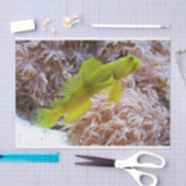 Cryptocentus cinctus 薄葉紙 (クラフト)