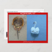 CTスタンフォード ポストカード (正面/裏面)