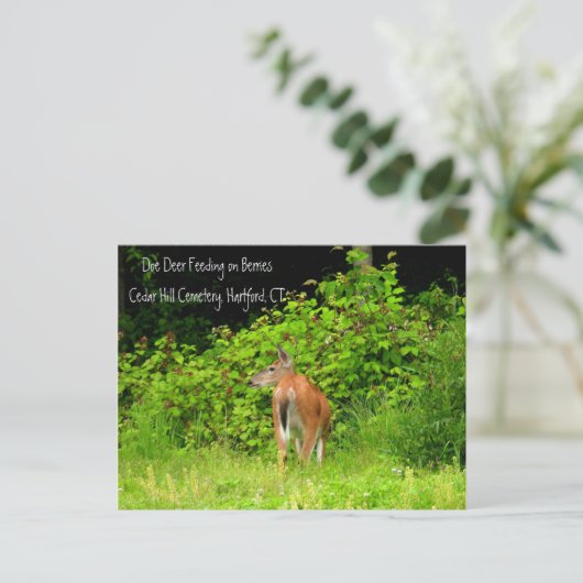 CTハートフォード州の白い尾を持つシカ ポストカード (スタンド正面)