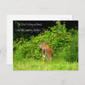 CTハートフォード州の白い尾を持つシカ ポストカード (正面/裏面)