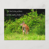 CTハートフォード州の白い尾を持つシカ ポストカード (正面)
