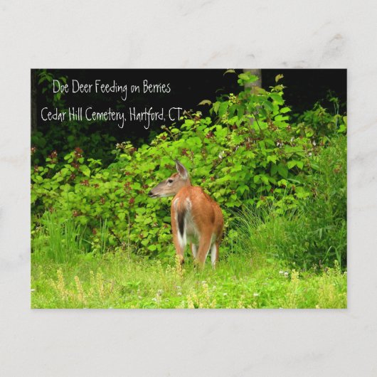 CTハートフォード州の白い尾を持つシカ ポストカード (正面)