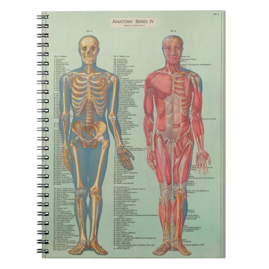 Cuaderno - Anatomía ノートブック (正面)