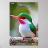 Cuban tody ポスター (正面)