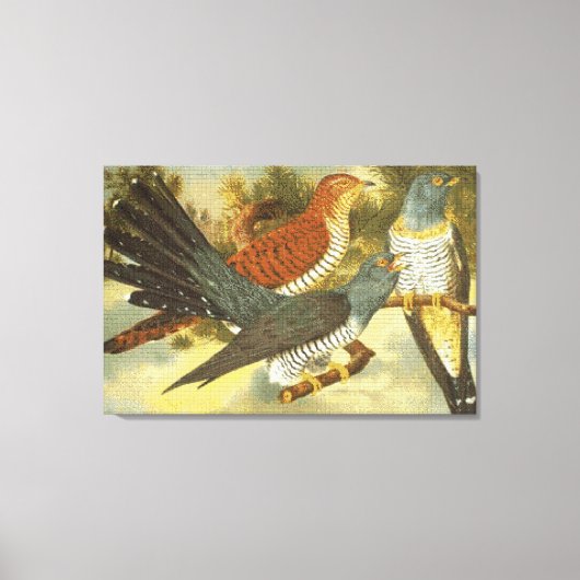 Cuckoo Birds モダン with Art Canvas Print キャンバスプリント (正面)