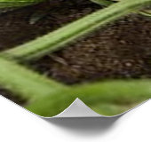 Cucumber Patch Poster (in many sizes) ポスター (角)