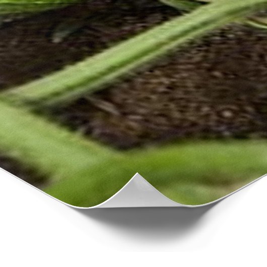 Cucumber Patch Poster (in many sizes) ポスター (角)