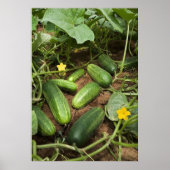 Cucumber Patch Poster (in many sizes) ポスター (正面)