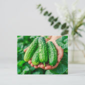 Cucumber Variety Fresh from Garden シーズンポストカード (スタンド正面)