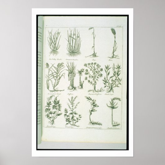 CulpeperのEnglish Physician and Compの植物 ポスター (正面)