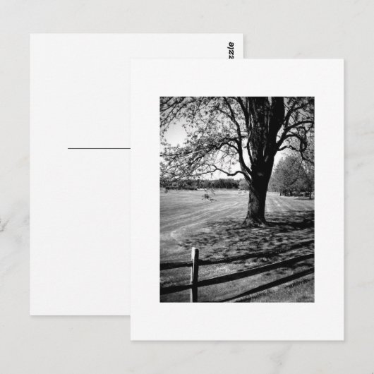 Culverの木 ポストカード (正面/裏面)