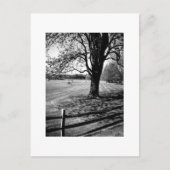 Culverの木 ポストカード (正面)