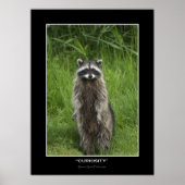 「CURIOSITY」あらいぐまフォトポスター ポスター (正面)