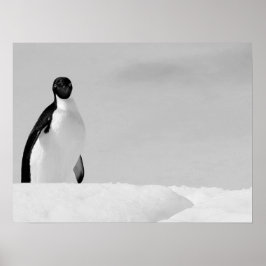 Curious Adelie Penguin Standing on Antarctic Snow ポスター