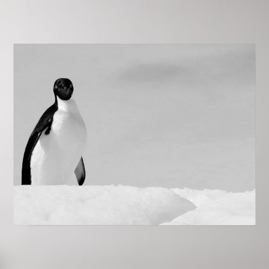 Curious Adelie Penguin Standing on Antarctic Snow ポスター (正面)