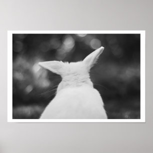 curious bunny ポスター