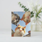 Curious Cats Looking Down ポストカード (スタンド正面)
