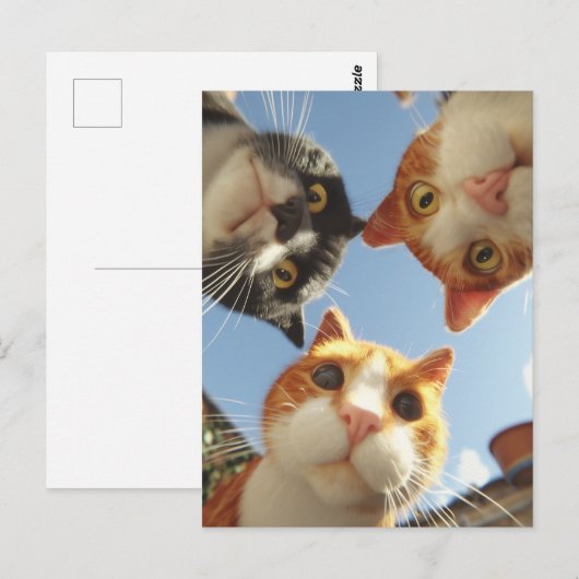 Curious Cats Looking Down ポストカード (正面/裏面)