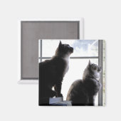 Curious Cats Looking out Window猫ちゃん写真 マグネット (正面/裏面)