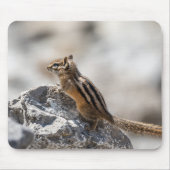 Curious Chipmunk – カナダの野生生物写真 マウスパッド (正面)