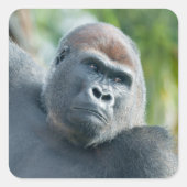 Curious Gorilla Standing Tall スクエアシール (正面)
