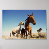 Curious Horse ポスター (正面)