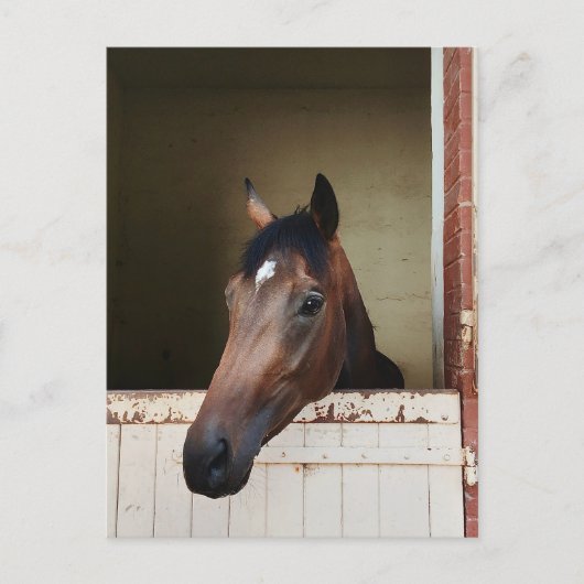 Curious Horse in Stable Rustic Equestrian Postcard シーズンポストカード (正面)