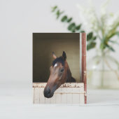 Curious Horse in Stable Rustic Equestrian Postcard シーズンポストカード (スタンド正面)