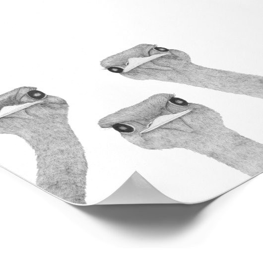 Curious Ostriches ポスター (角)