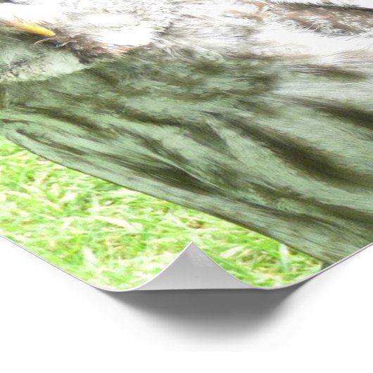 Curious Owl Poster ポスター (角)