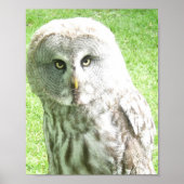 Curious Owl Poster ポスター (正面)