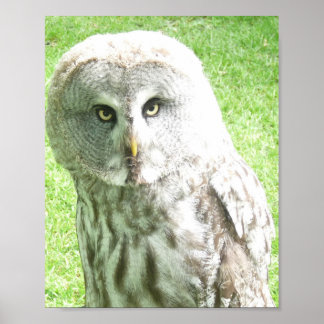 Curious Owl Poster ポスター