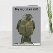 Curious Perch Black Hooded Crow カード (正面)