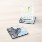 Curious Squirrel、カナダ動物写真 コースター (右側)